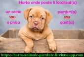 Animale pierdute si animale gasite – harta nationala cu localizarea