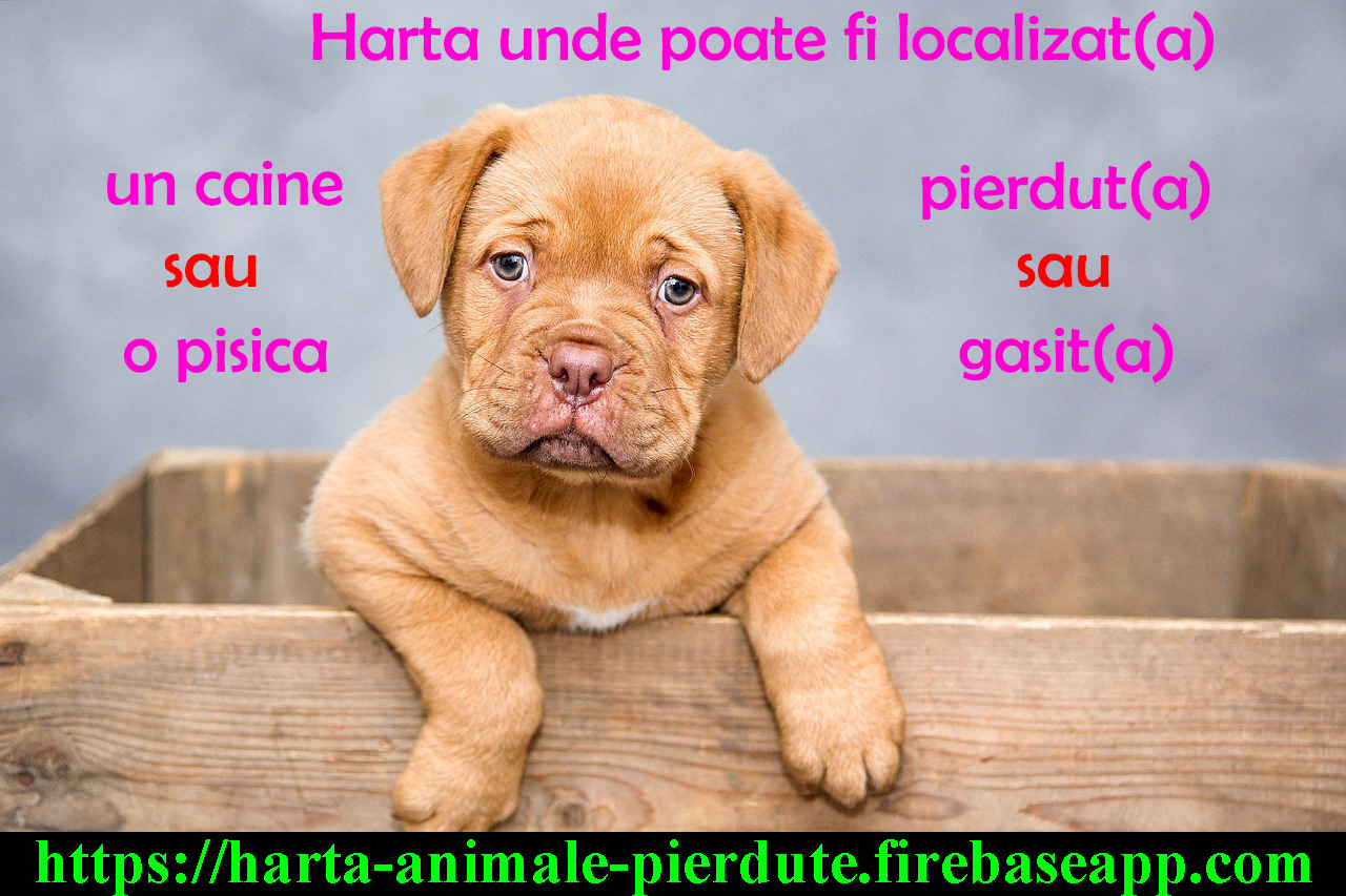 Animale pierdute si animale gasite – harta nationala cu localizarea