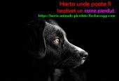 Animale pierdute si animale gasite – harta nationala cu localizarea