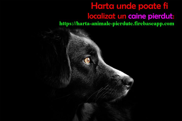 Animale pierdute si animale gasite – harta nationala cu localizarea