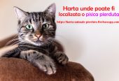 Animale pierdute si animale gasite – harta nationala cu localizarea