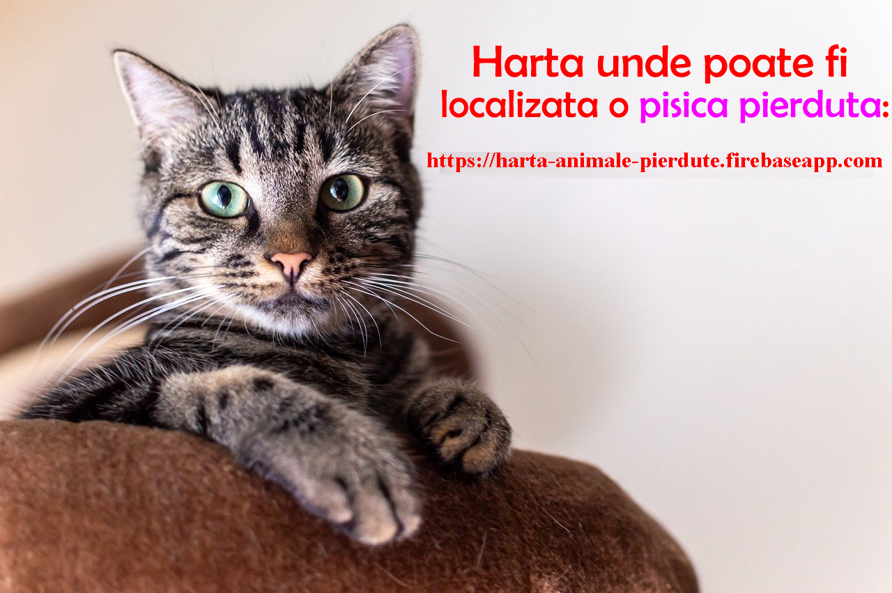 Animale pierdute si animale gasite – harta nationala cu localizarea